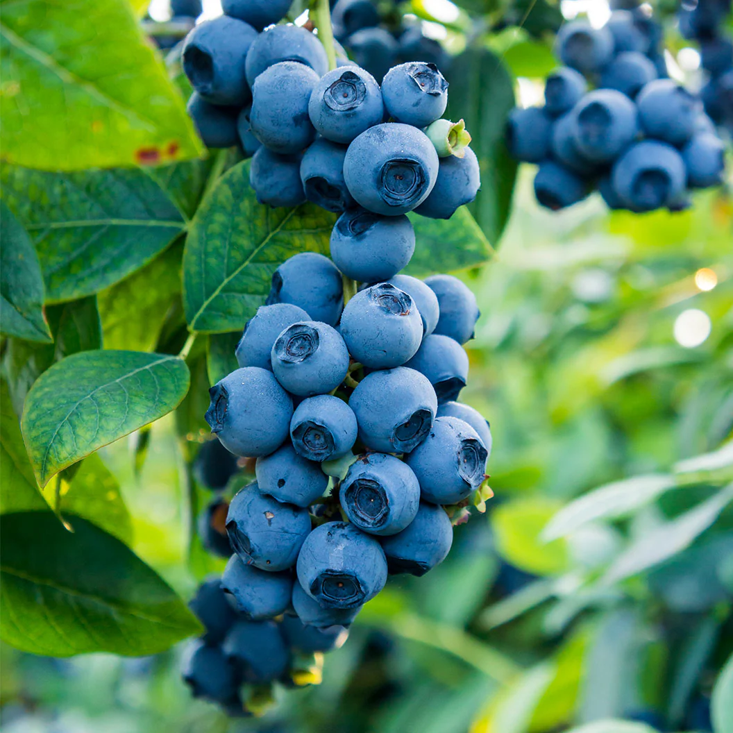 Top Shelf® Northern Highbush Blueberry Bush - Image 2