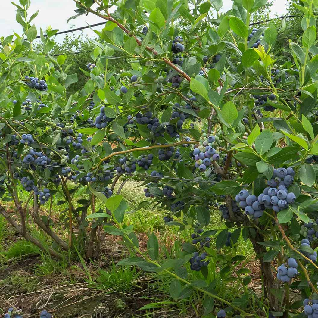 Toro Blueberry Bush - Image 3