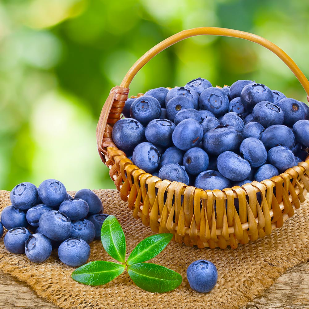 Toro Blueberry Bush - Image 5