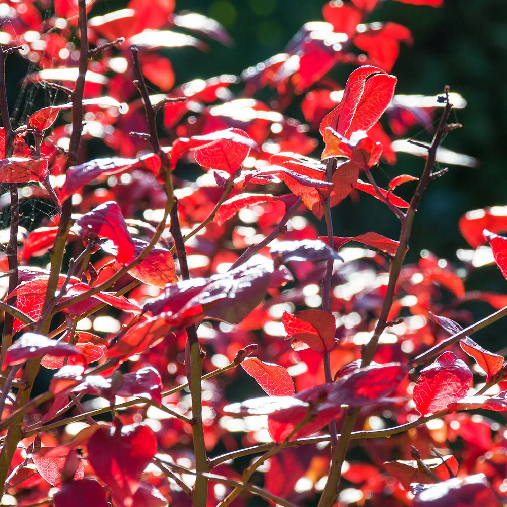 Toro Blueberry Bush - Image 7