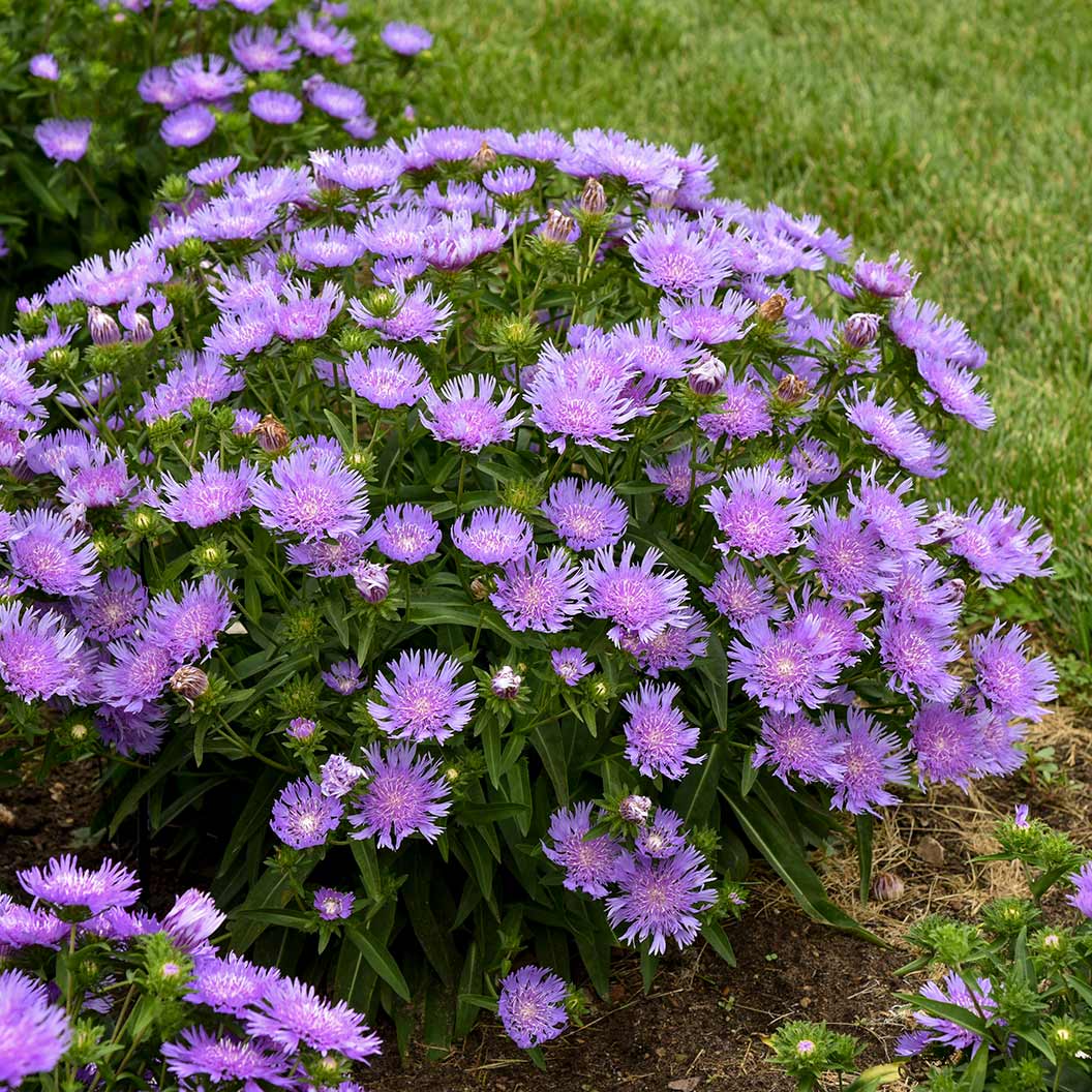 Totally Stoked™ 'Riptide' Stoke's Aster Plant - Image 2