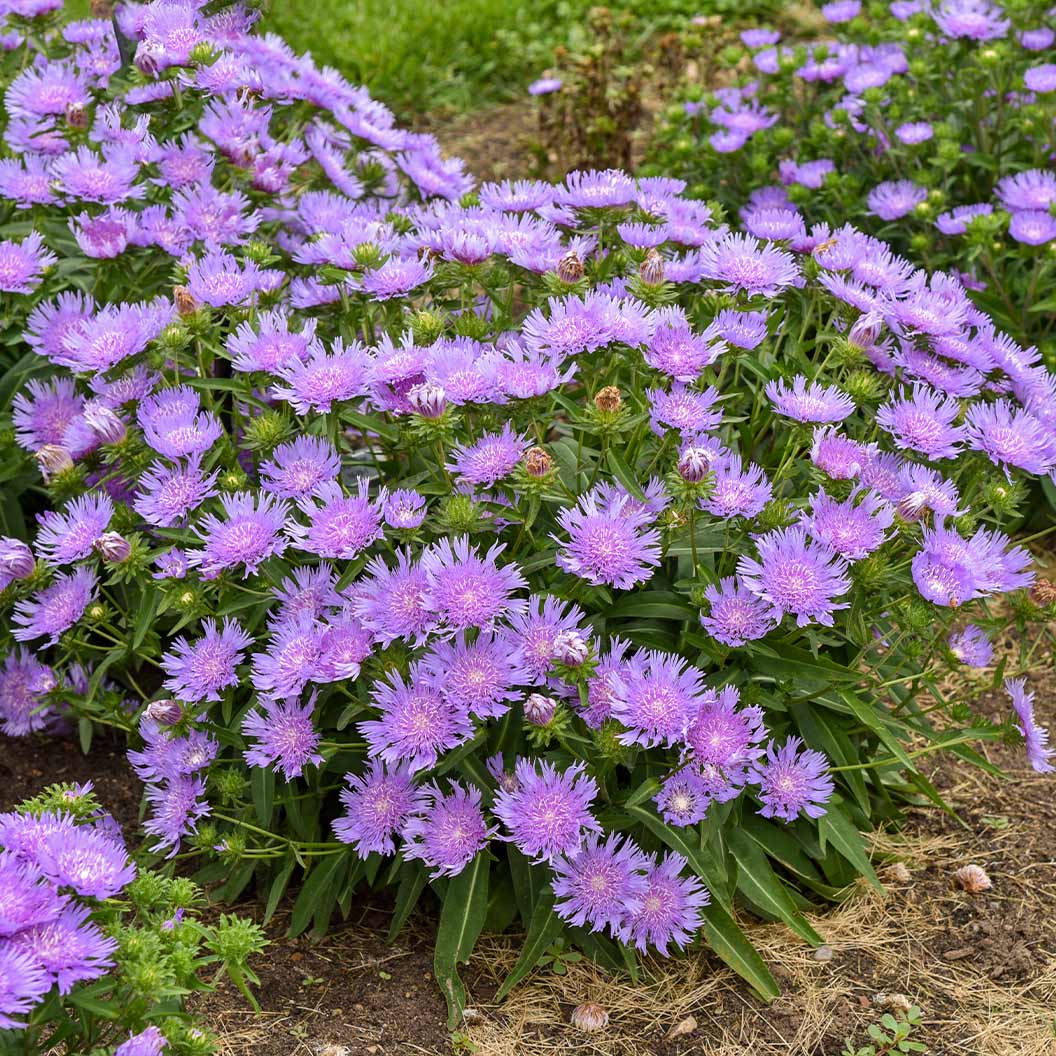 Totally Stoked™ 'Riptide' Stoke's Aster Plant - Image 3