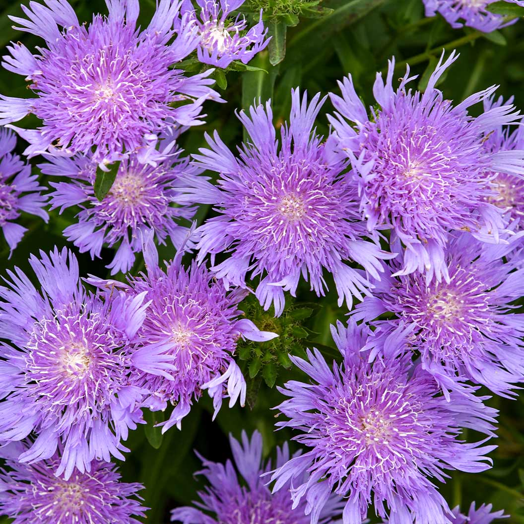 Totally Stoked™ 'Riptide' Stoke's Aster Plant - Image 4