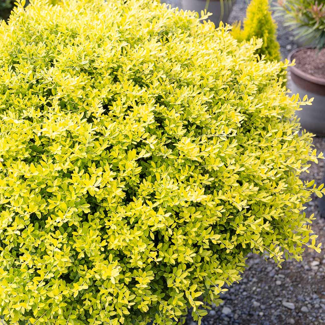 Southern Living® Touch of Gold® Holly Shrub - Image 2