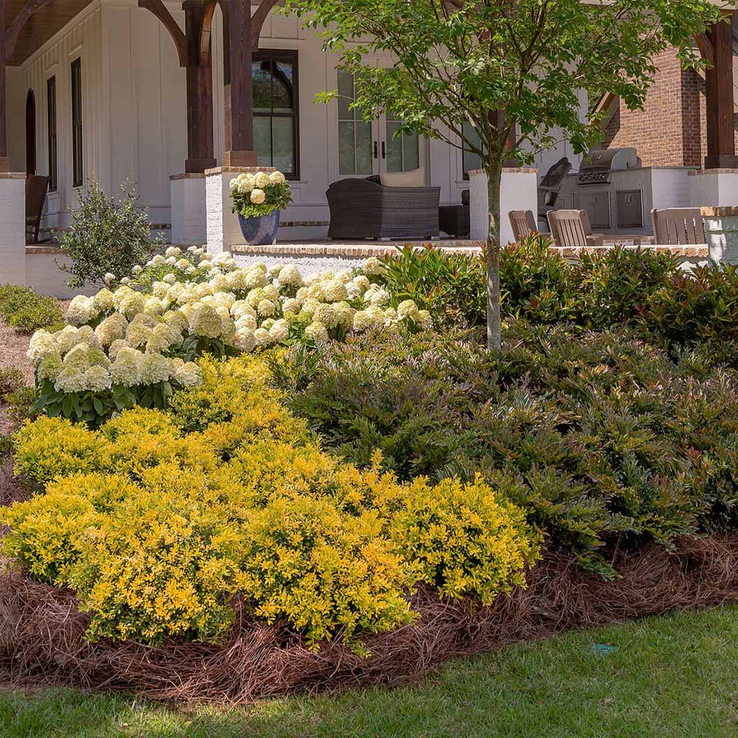 Southern Living® Touch of Gold® Holly Shrub - Image 3