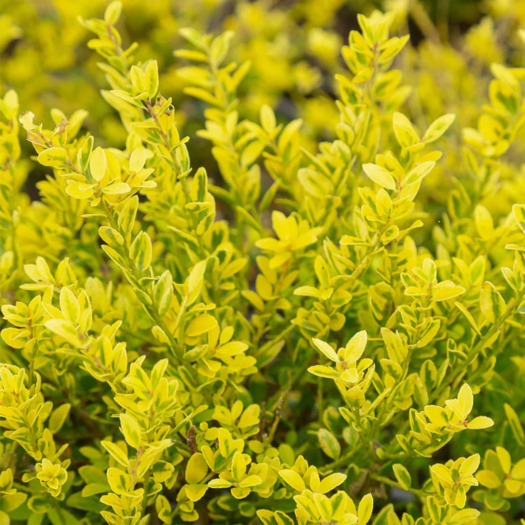 Southern Living® Touch of Gold® Holly Shrub - Image 4