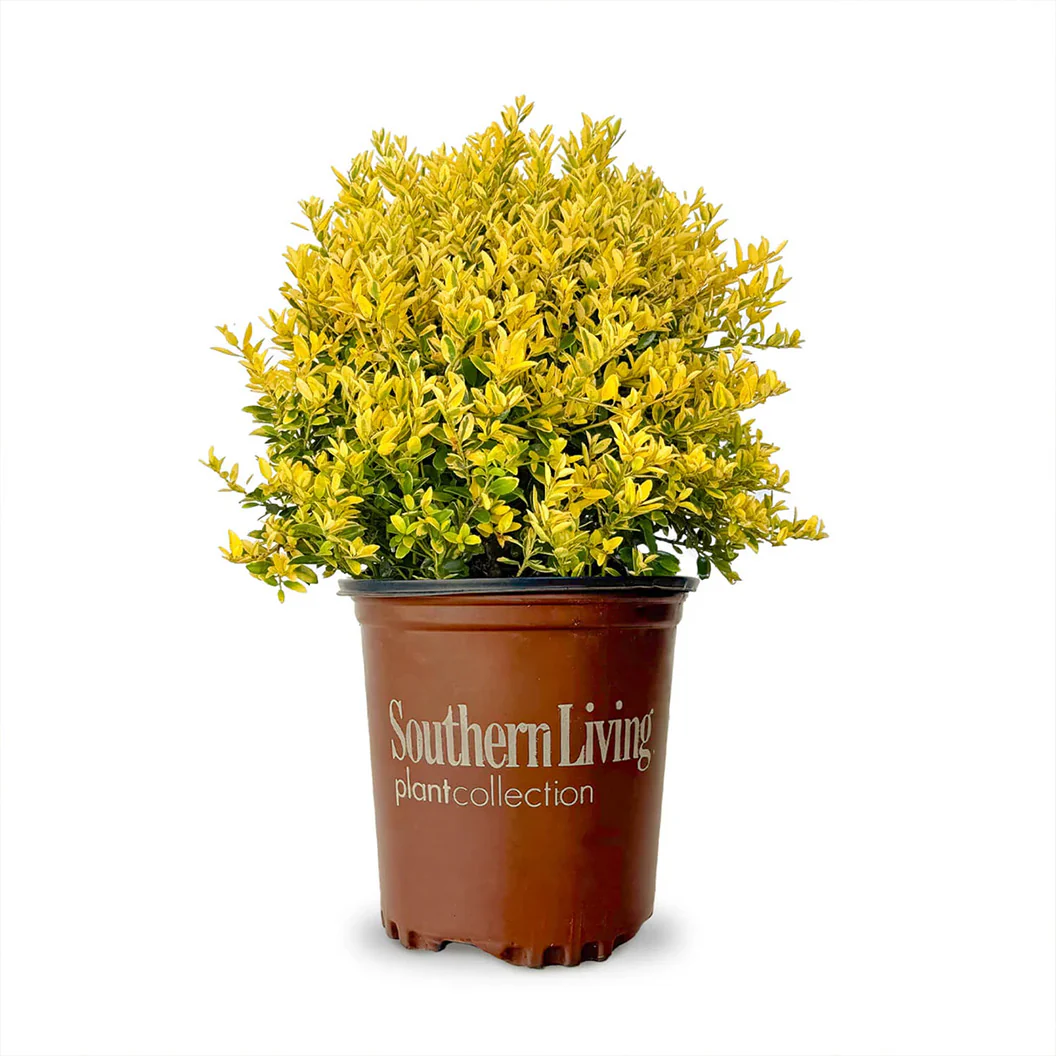 Southern Living® Touch of Gold® Holly Shrub - Image 5