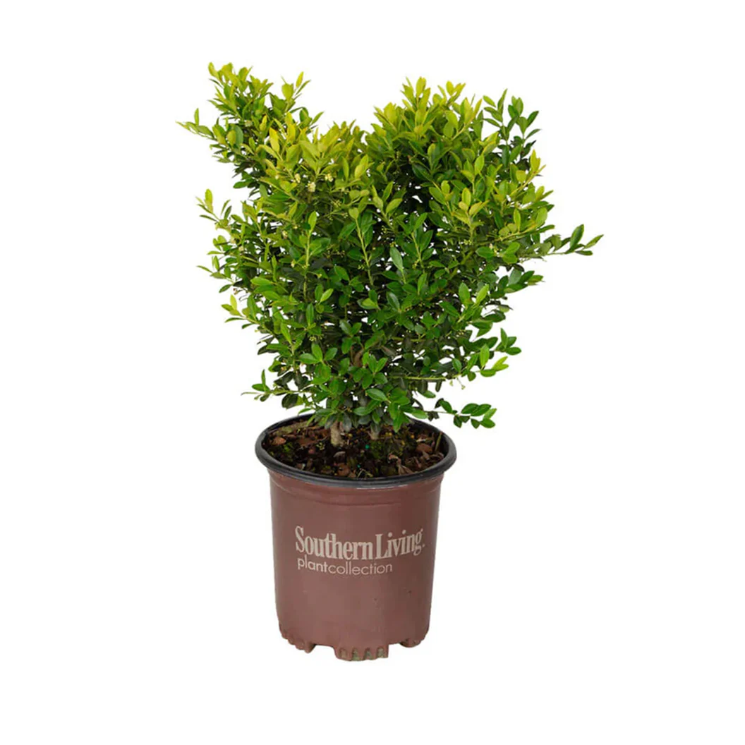 Southern Living® Touch of Gold® Holly Shrub - Image 6