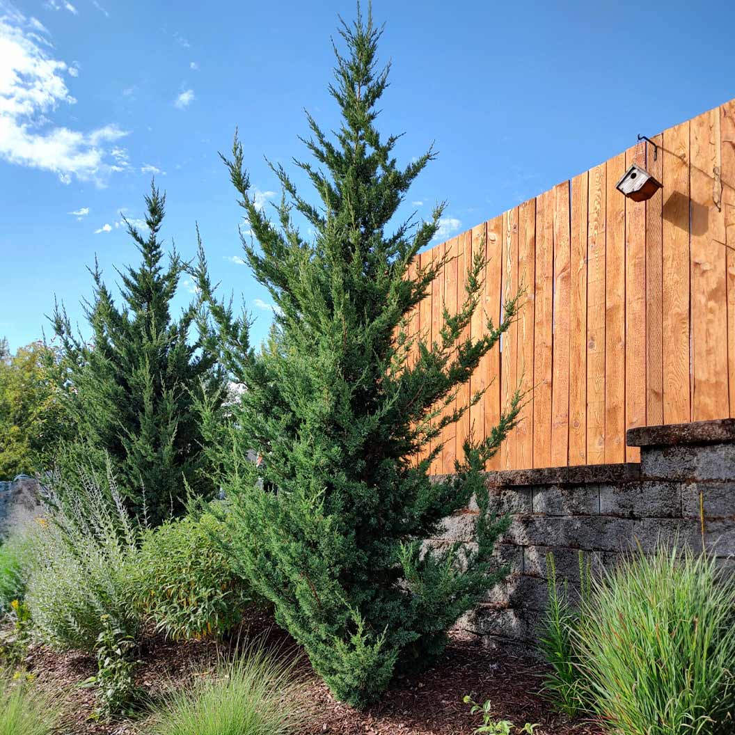 Trautman Juniper - Image 2