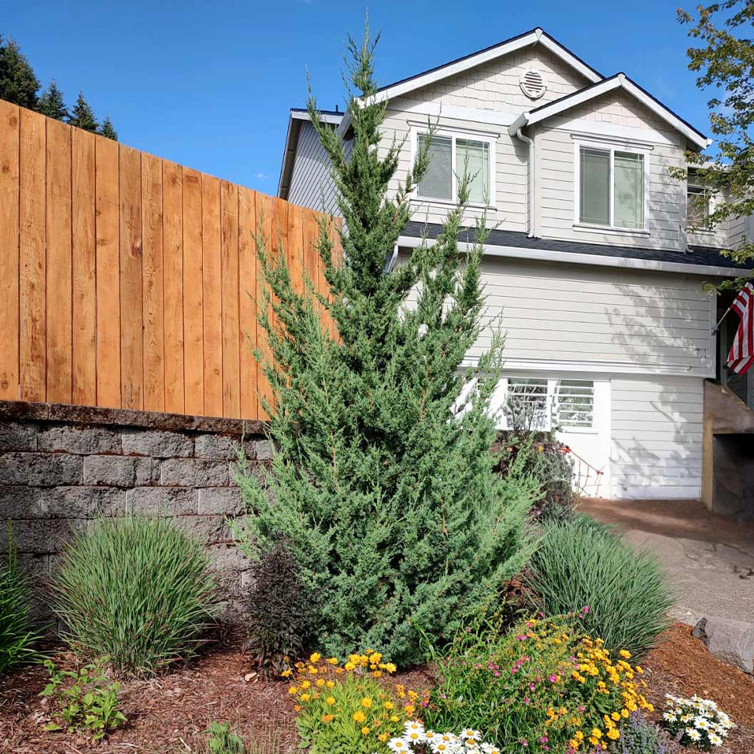Trautman Juniper - Image 3