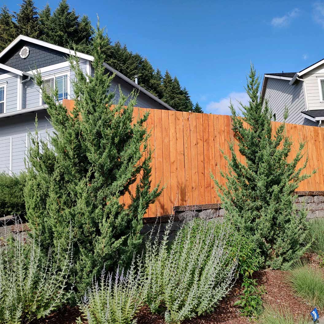 Trautman Juniper - Image 4