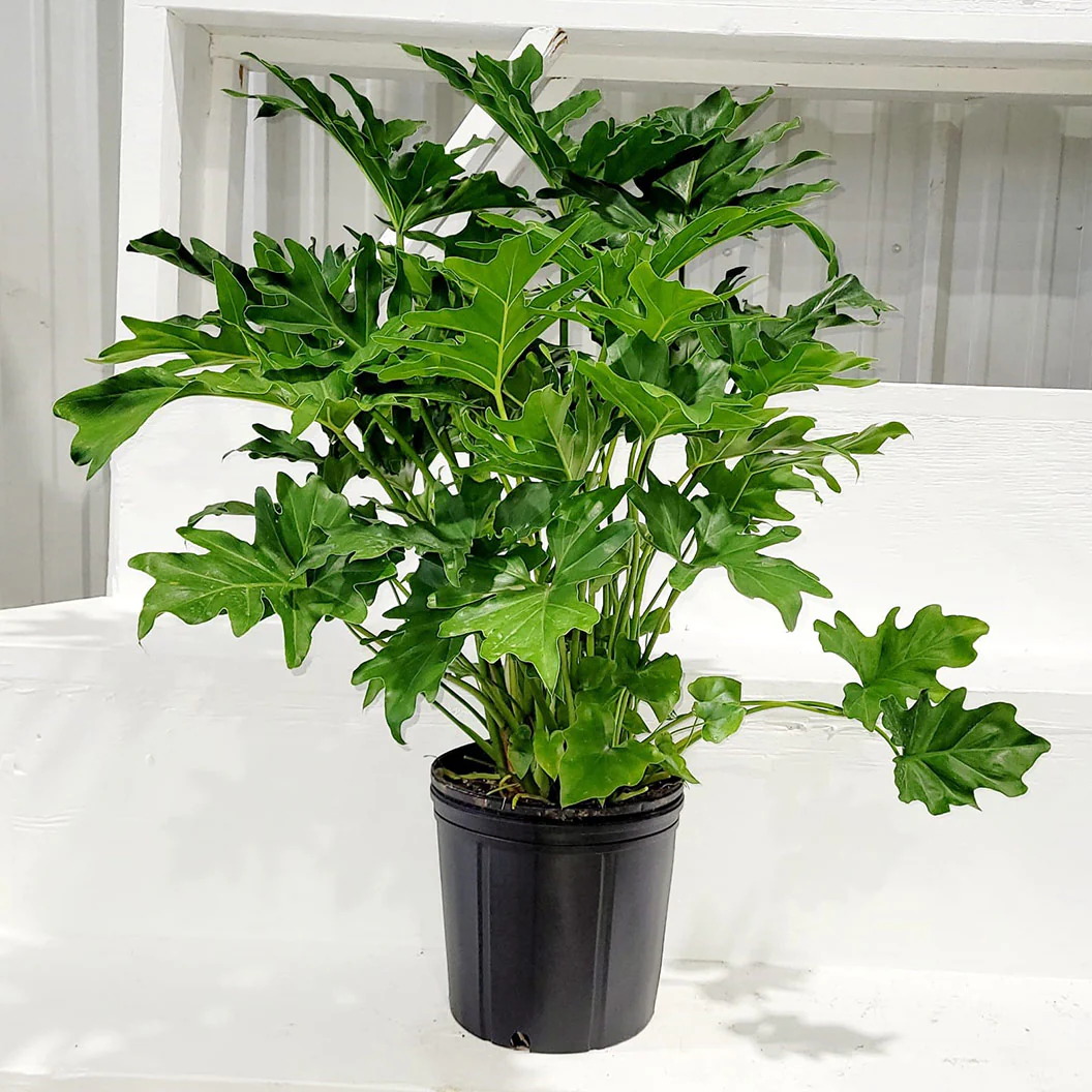 Philodendron Selloum - Image 2