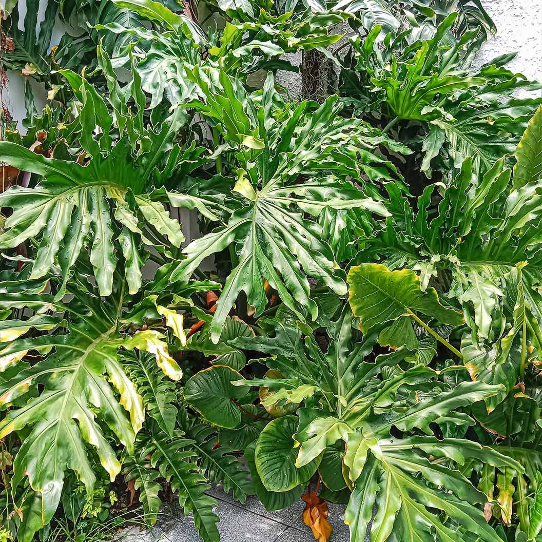 Philodendron Selloum - Image 4