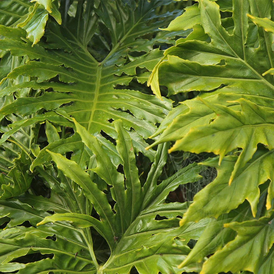Philodendron Selloum - Image 6