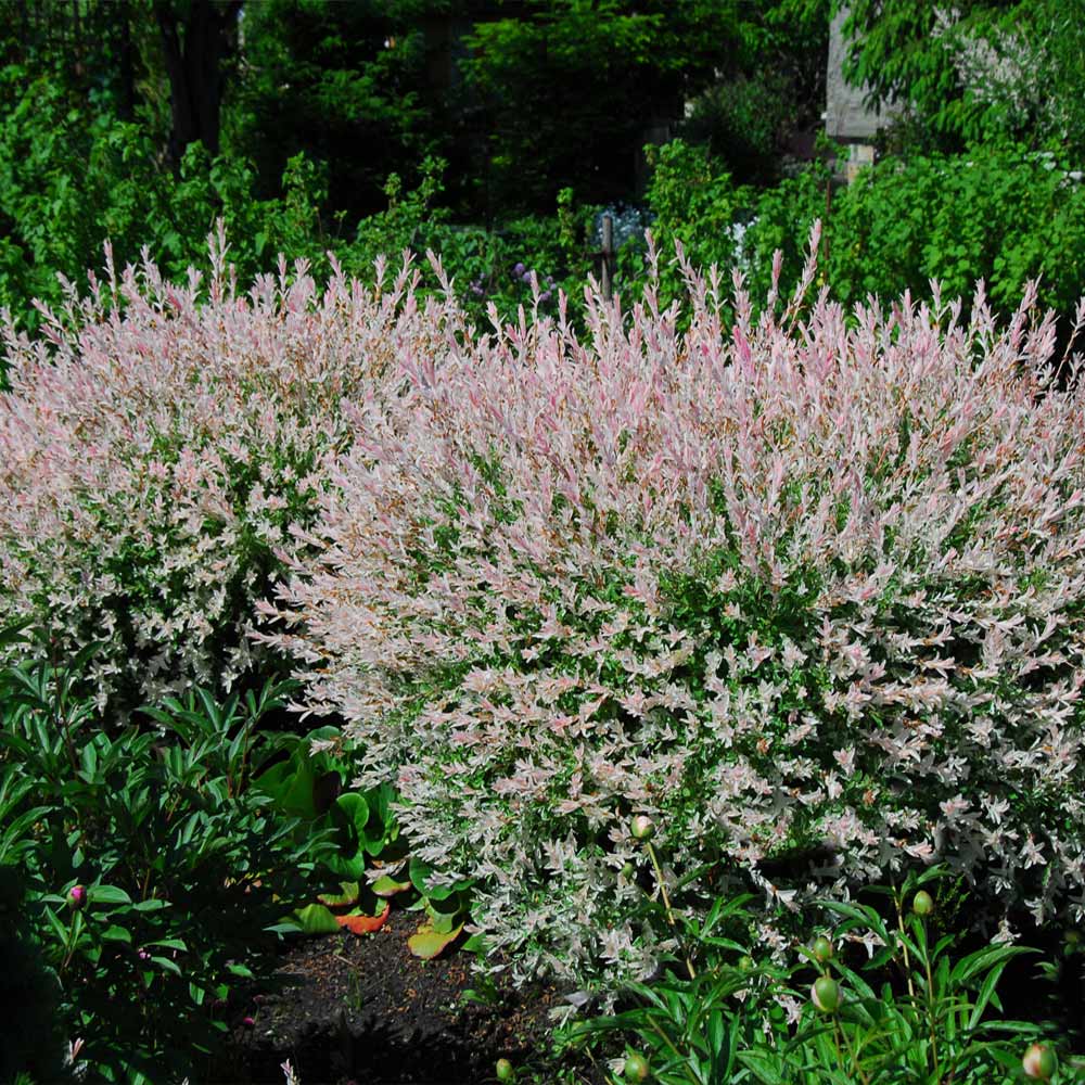 Tri-Color Dappled Willow - Image 3