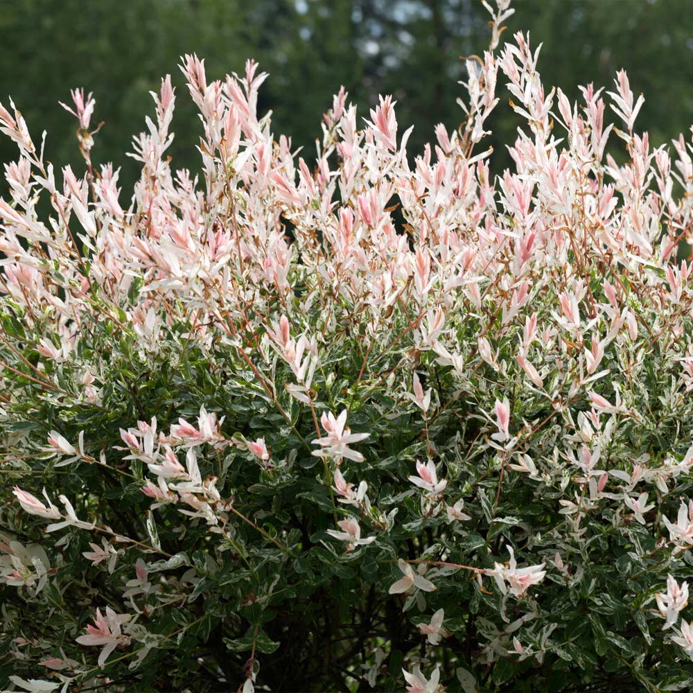 Tri-Color Dappled Willow - Image 4