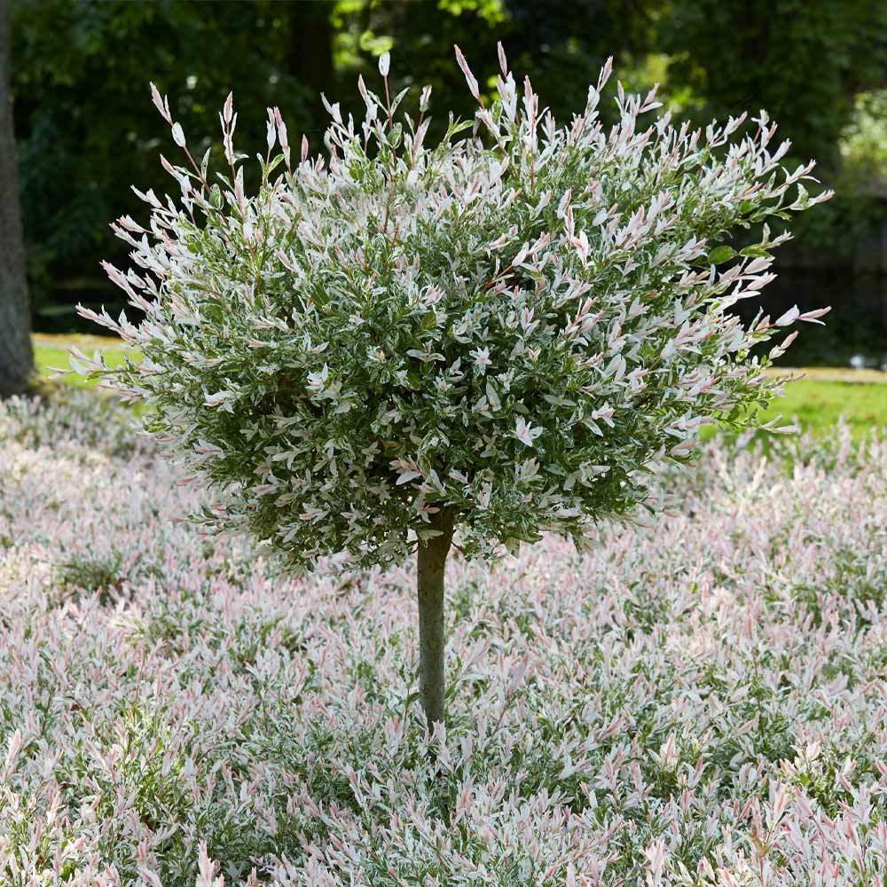 Tri-Color Dappled Willow - Image 6