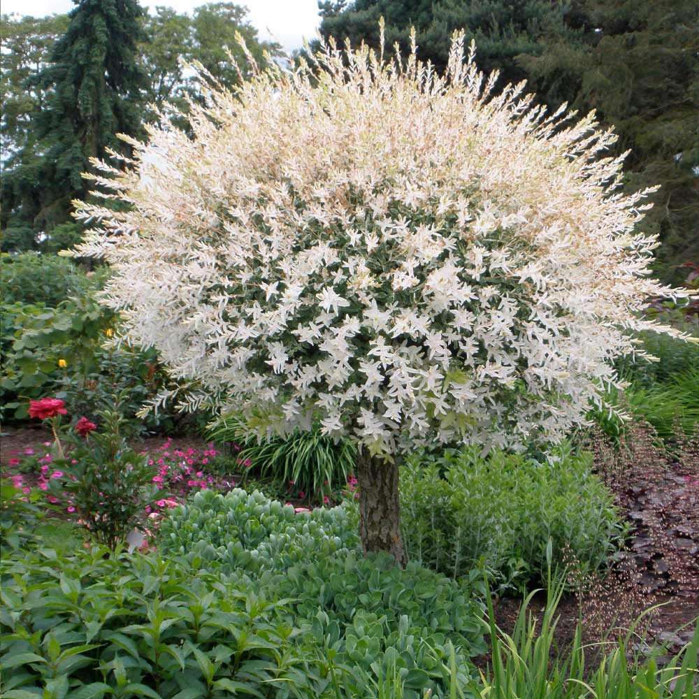 Tri-Color Willow Tree - Image 4