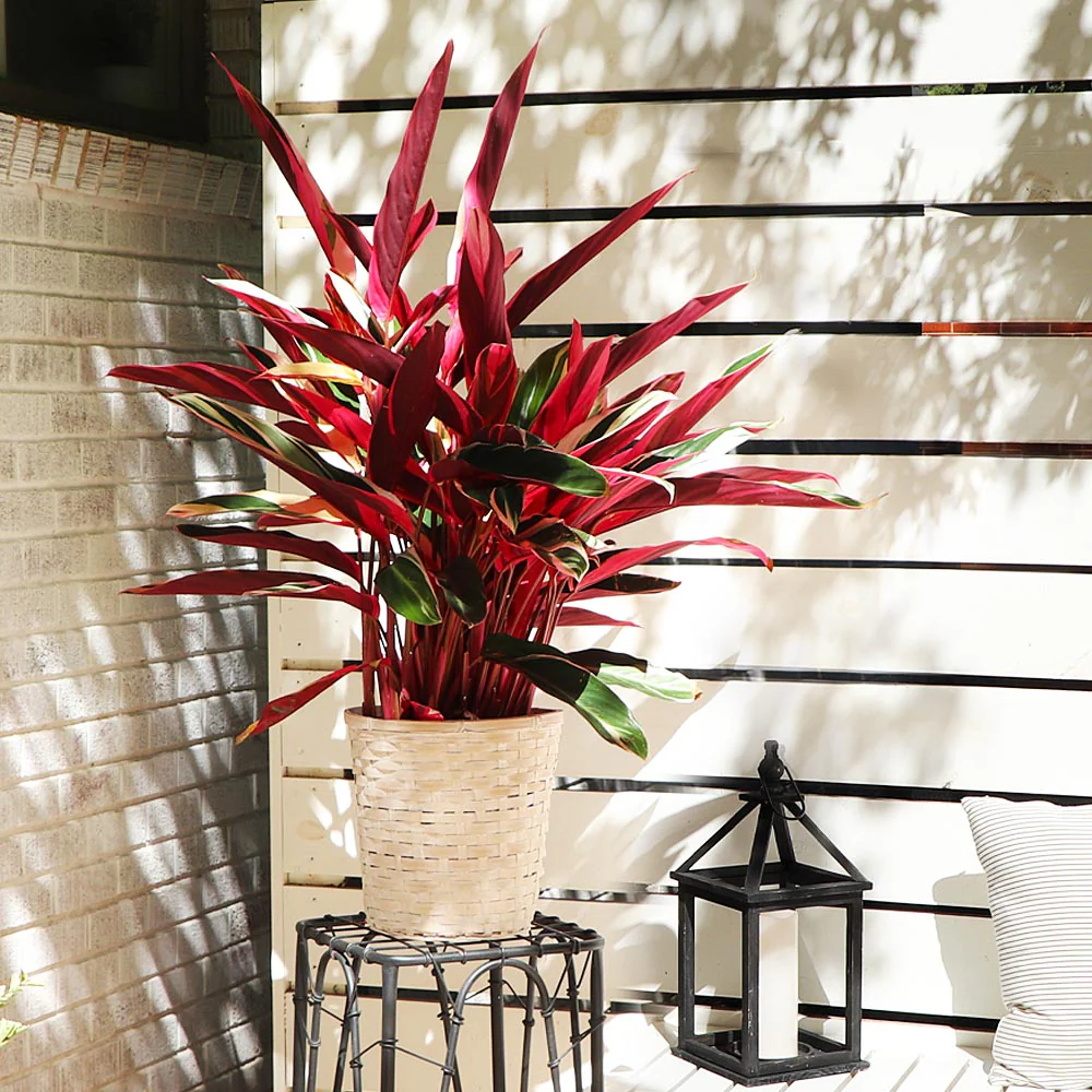 Tricolor Ginger Plant - Image 2
