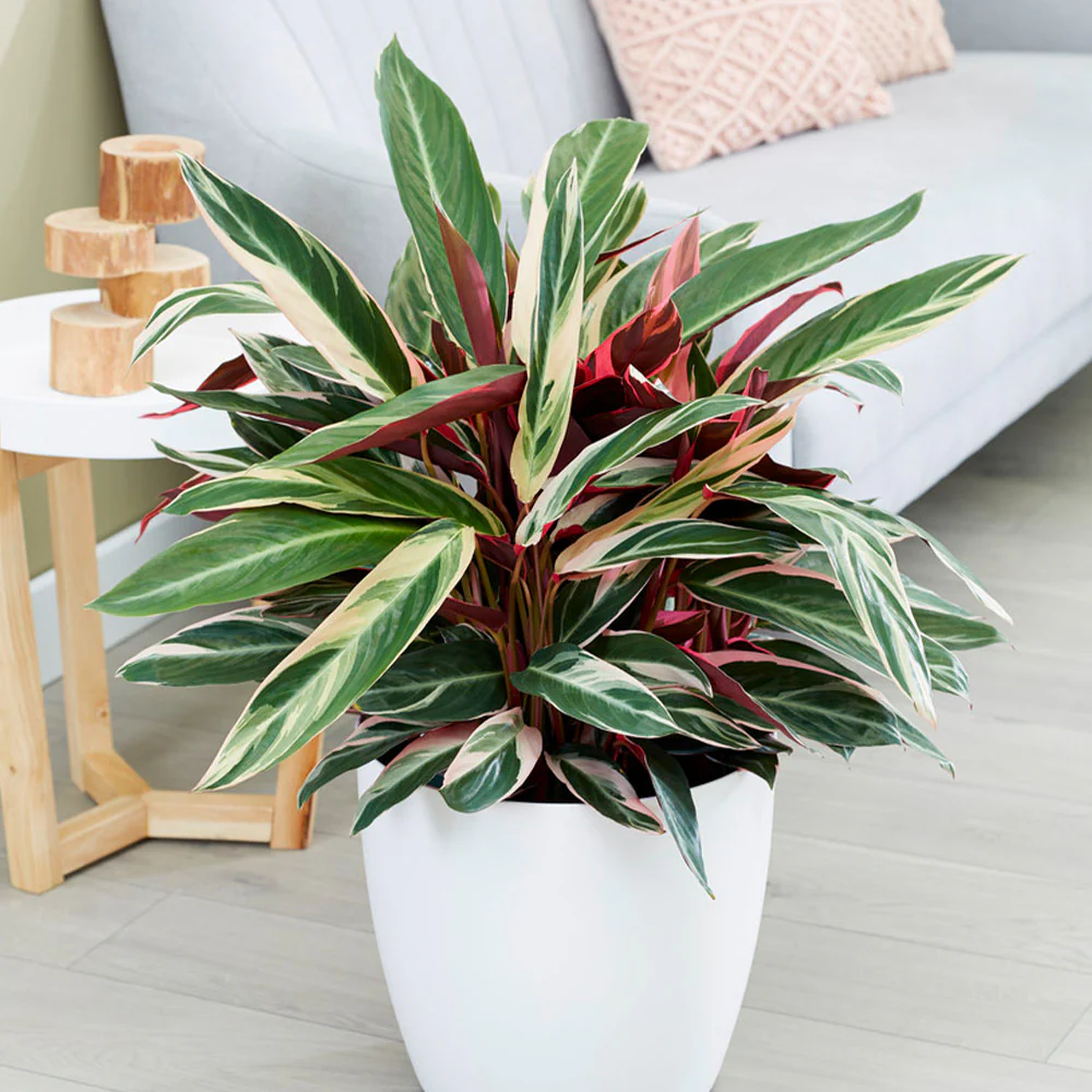 Tricolor Ginger Plant - Image 3