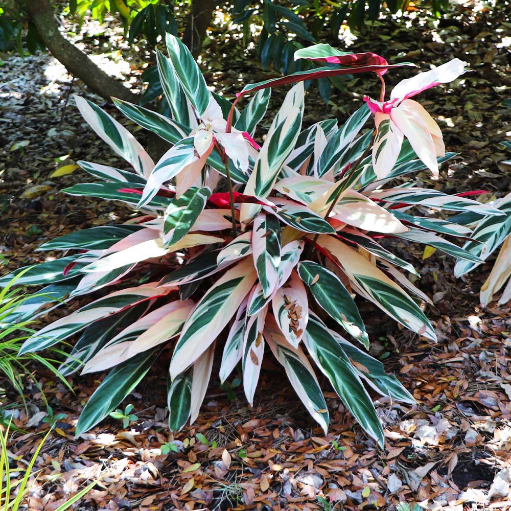Tricolor Ginger Plant - Image 4