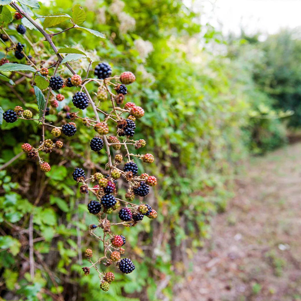 Triple Crown Blackberry Bush - Image 3