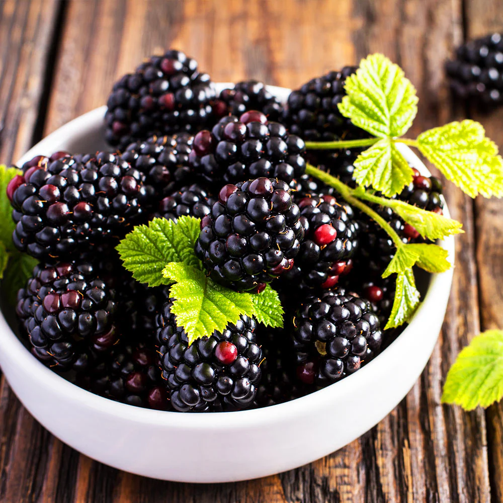Triple Crown Blackberry Bush - Image 4