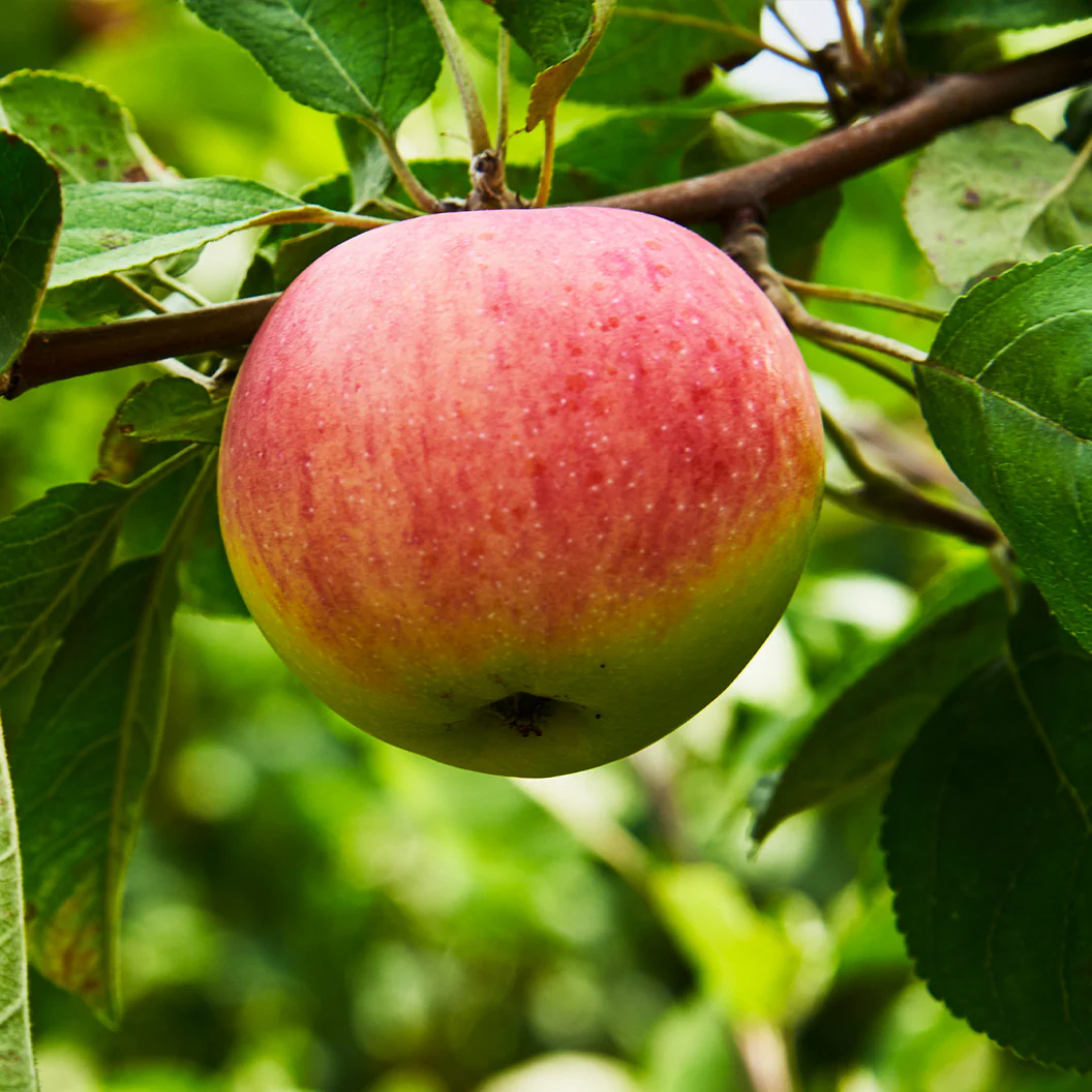 Triumph Apple™ Tree - Image 2