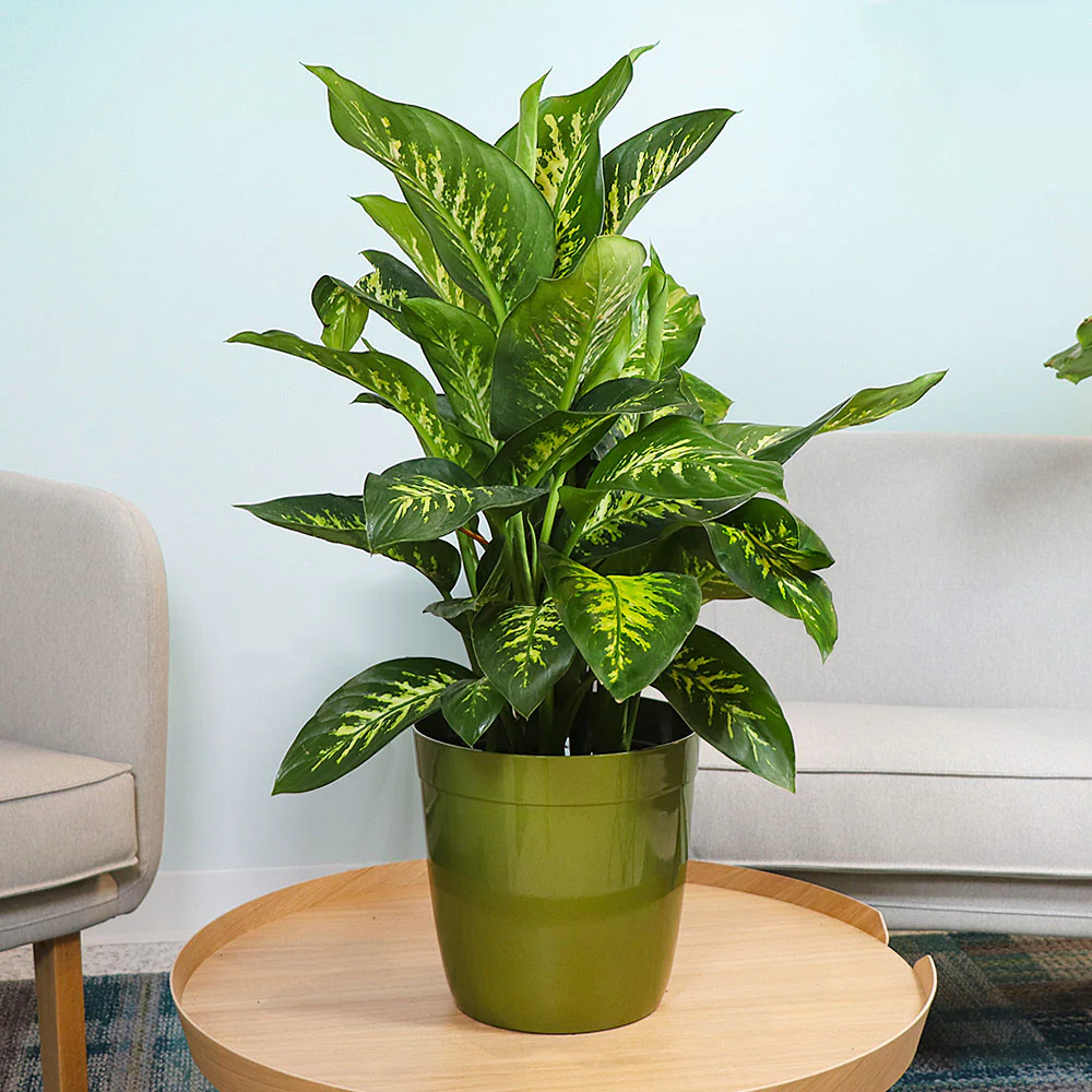 Dieffenbachia Tropic Snow Plant - Image 2