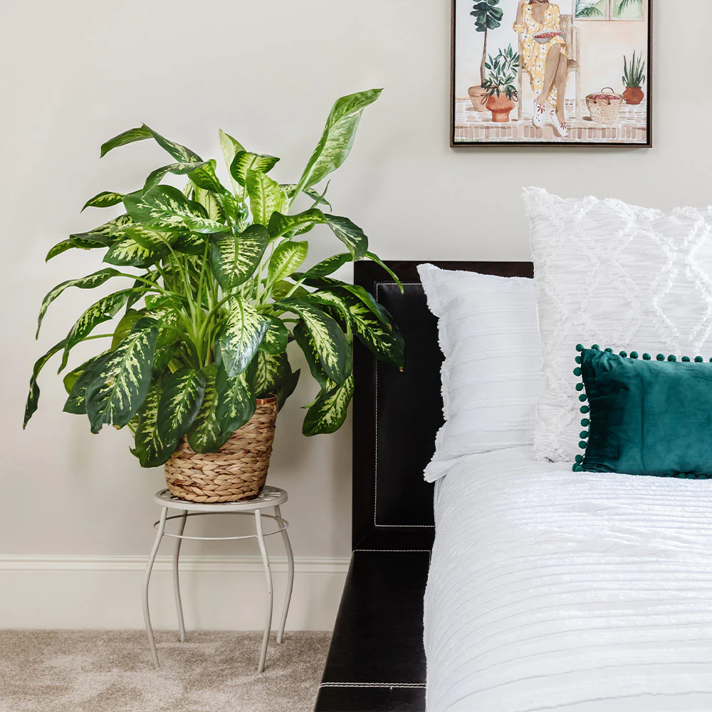 Dieffenbachia Tropic Snow Plant - Image 3