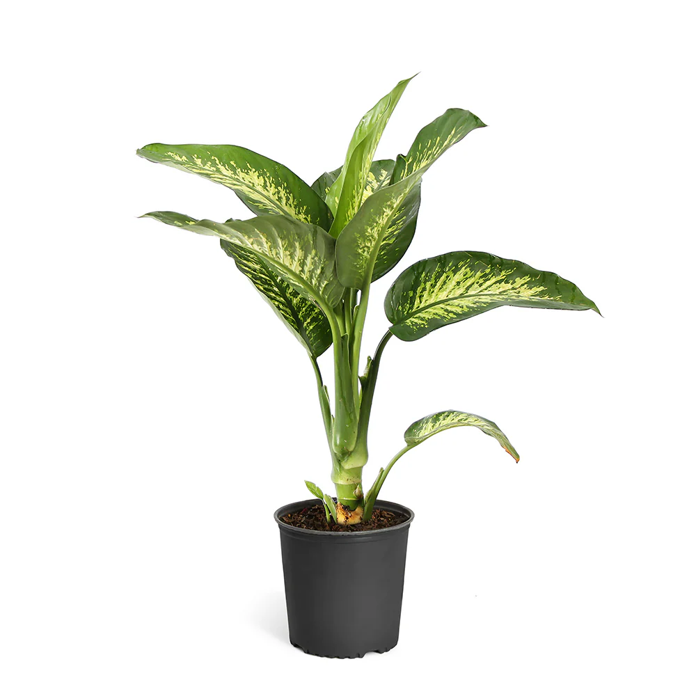 Dieffenbachia Tropic Snow Plant - Image 5