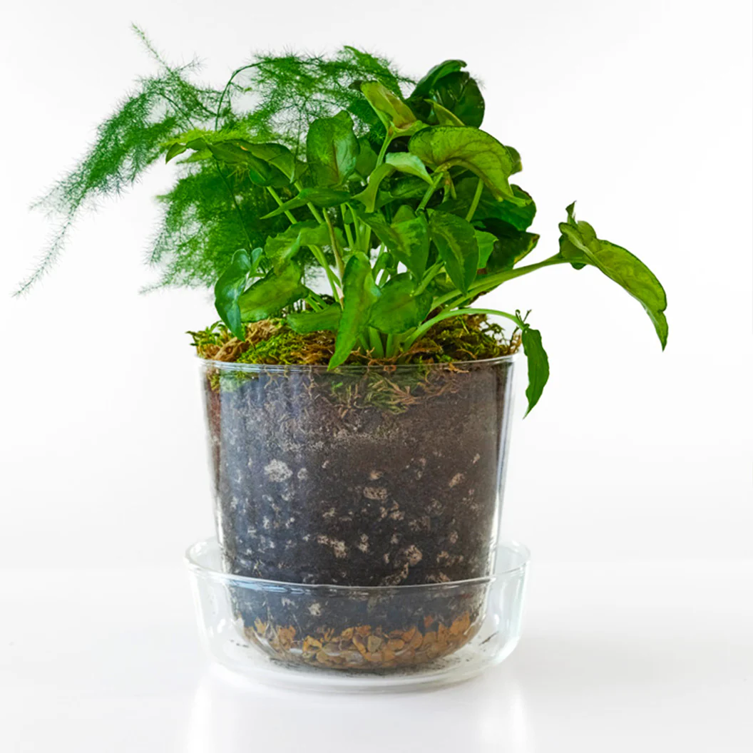 Tropical Desktop Garden Kit in Glass Planter - Image 3