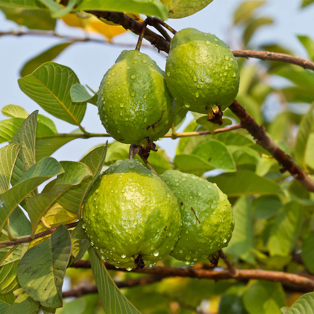 Tropical Pink Guava Tree - Image 3