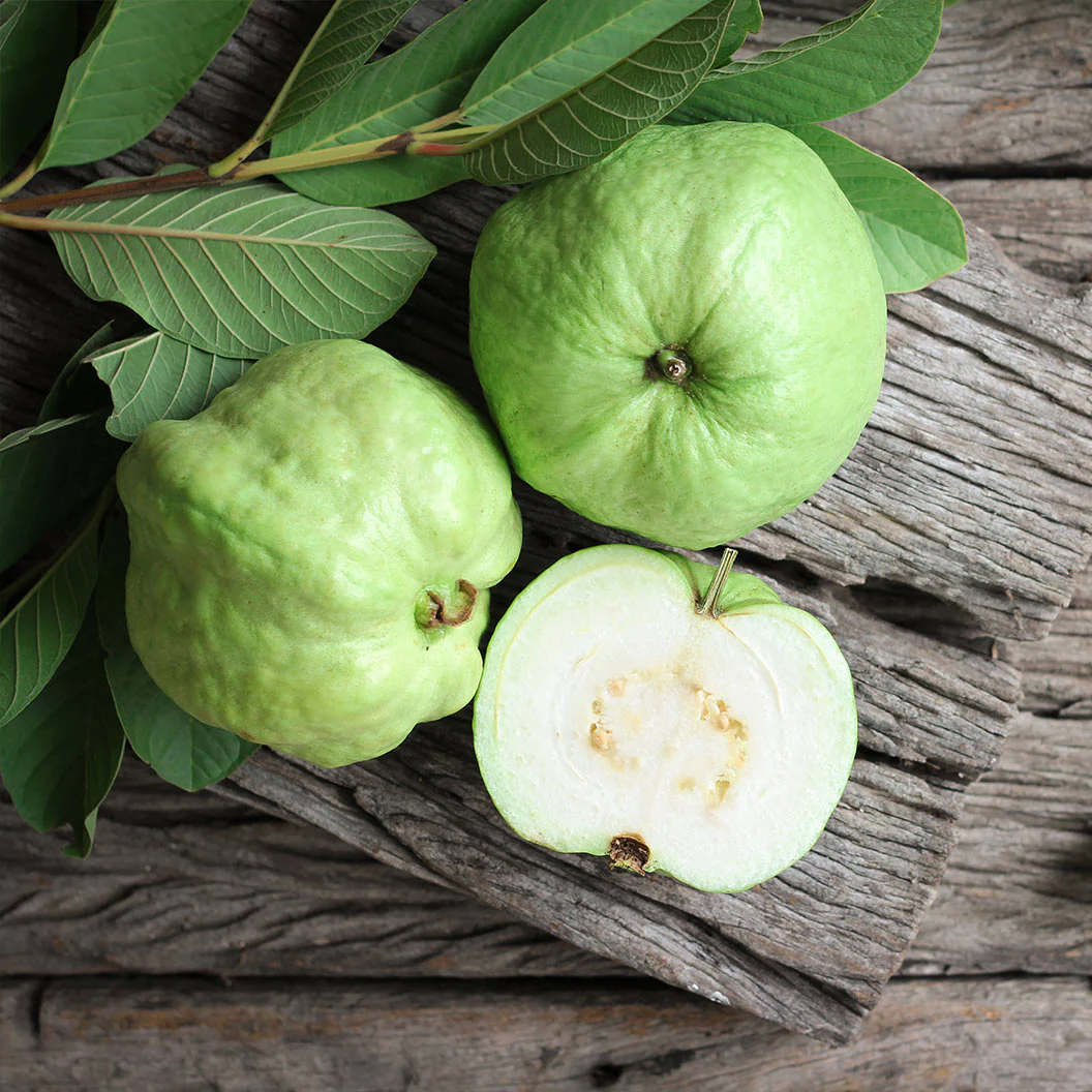 Tropical White Guava Tree - Image 2