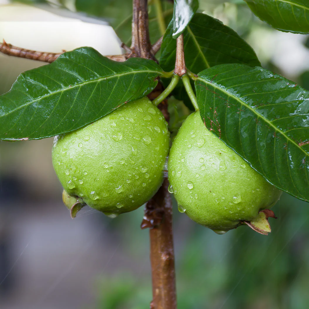 Tropical White Guava Tree - Image 3