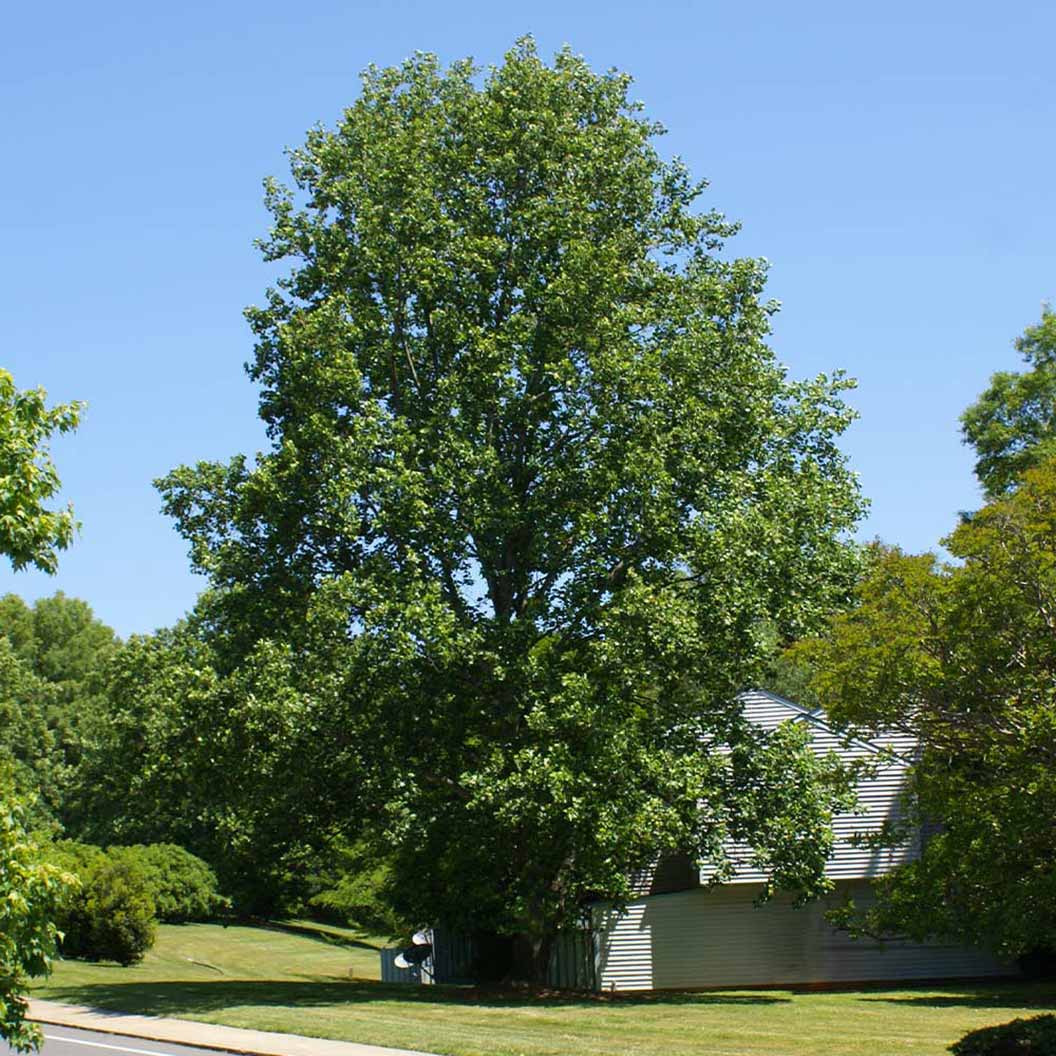 Tulip Poplar Tree - Image 3