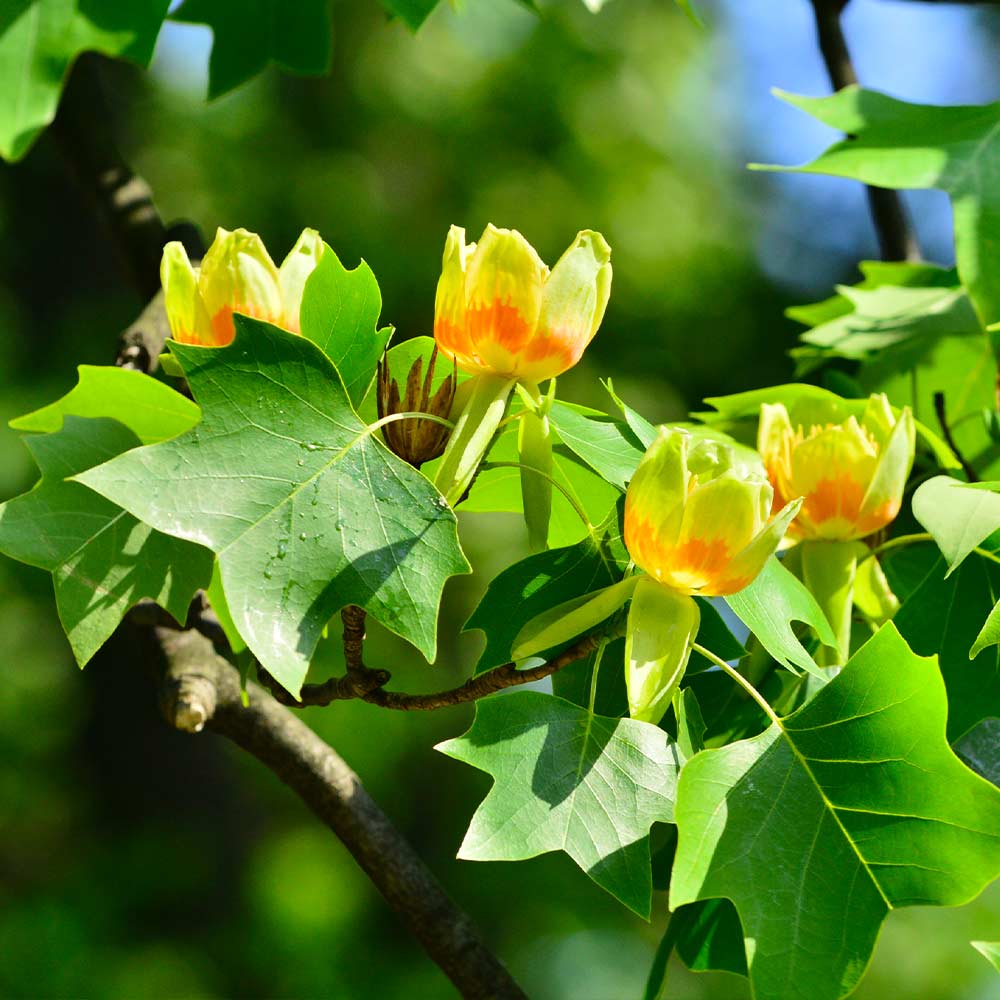 Tulip Poplar Tree - Image 4