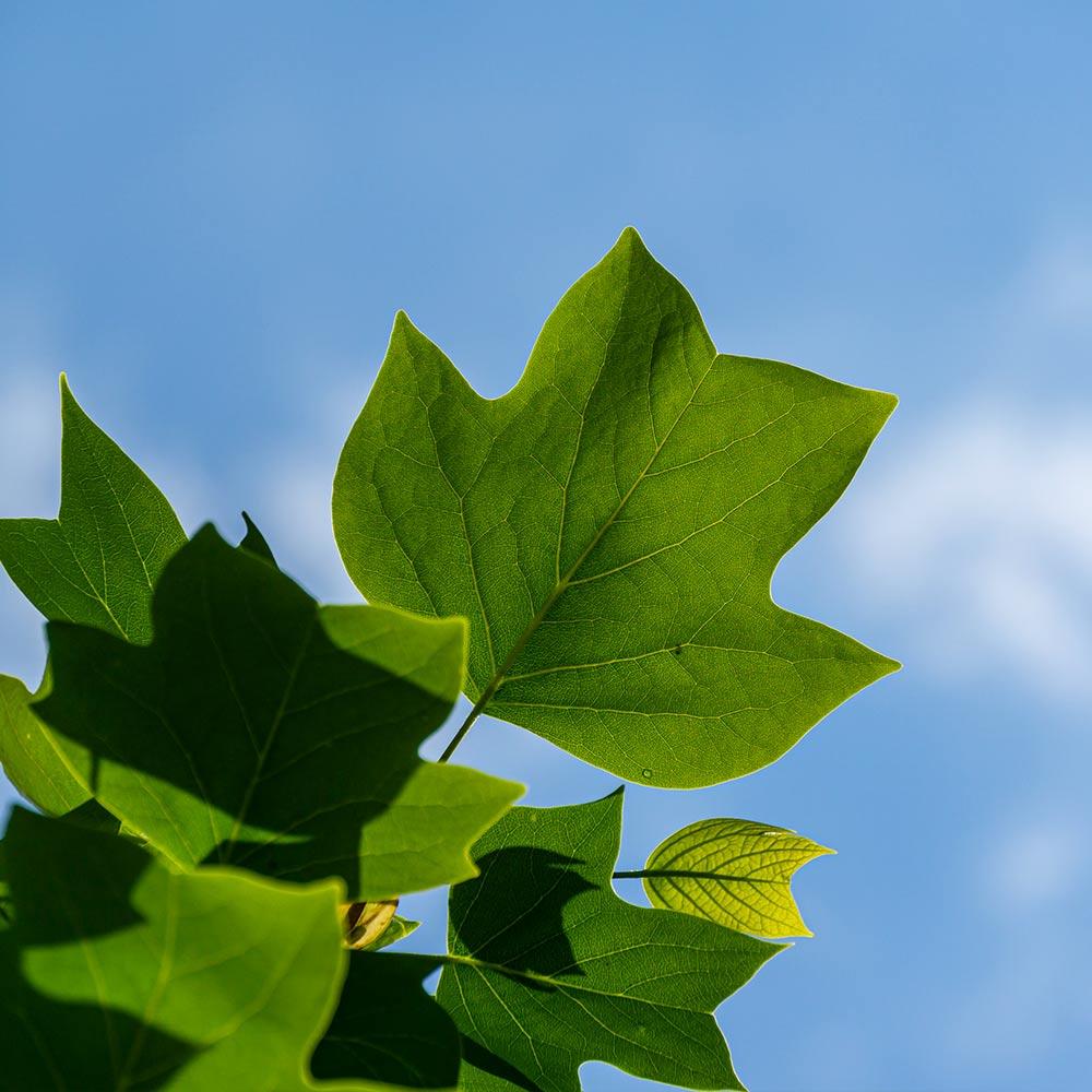 Tulip Poplar Tree - Image 5