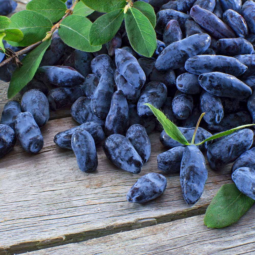 Aurora Honeyberry Bush - Image 2