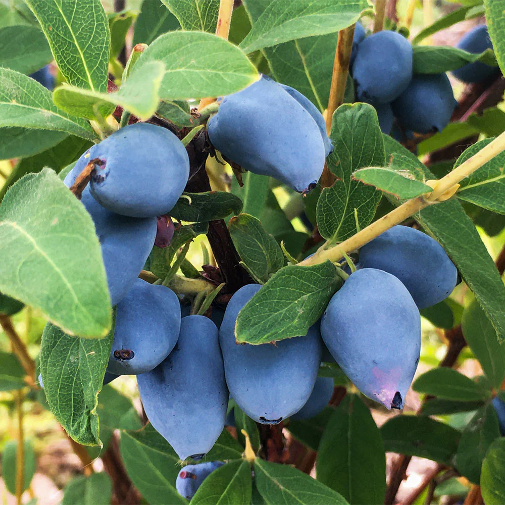Aurora Honeyberry Bush - Image 3