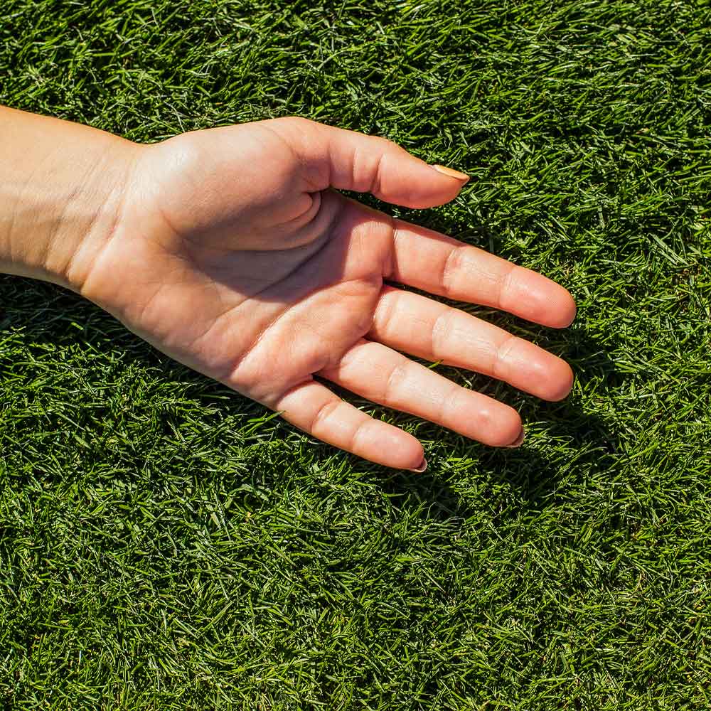 TurboTurf™ Bermudagrass Seed - Image 3