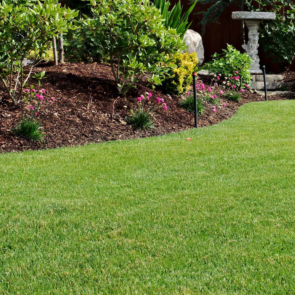 TurboTurf™ Tall Fescue Grass Seed - Image 3