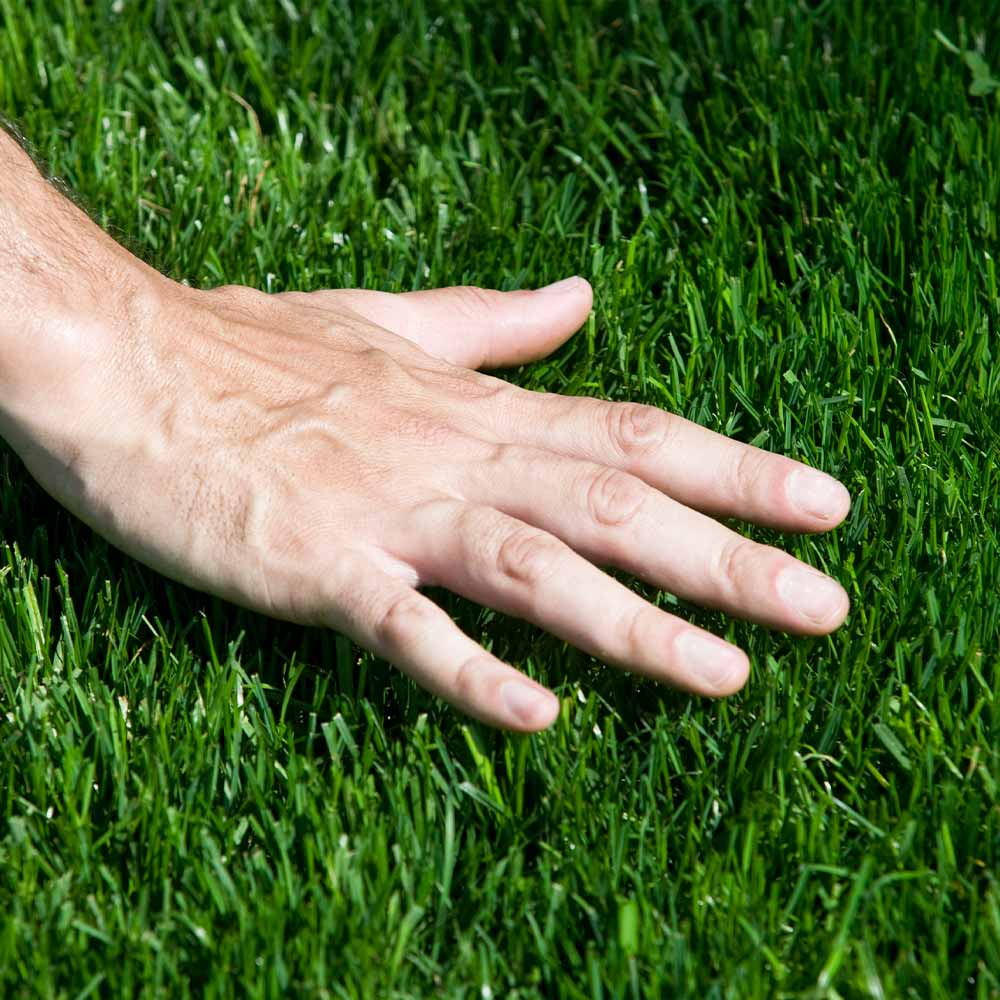TurboTurf™ Tall Fescue Grass Seed - Image 4