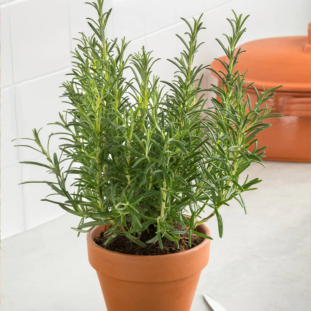 Tuscan Rosemary Plant - Image 5