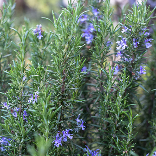 Tuscan Rosemary Plant - Image 4