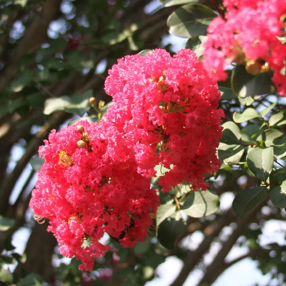 Tuscarora Crape Myrtle Tree - Image 4