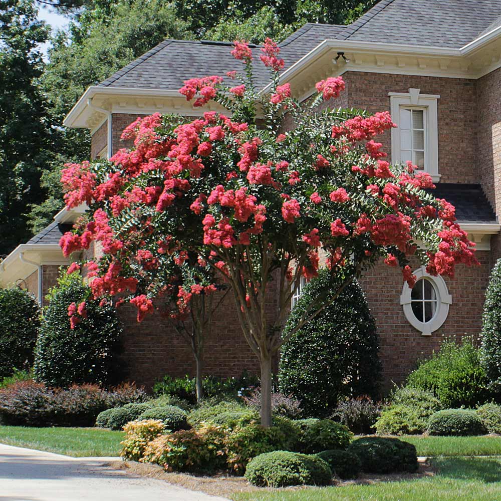 Tuscarora Crape Myrtle Tree - Image 5