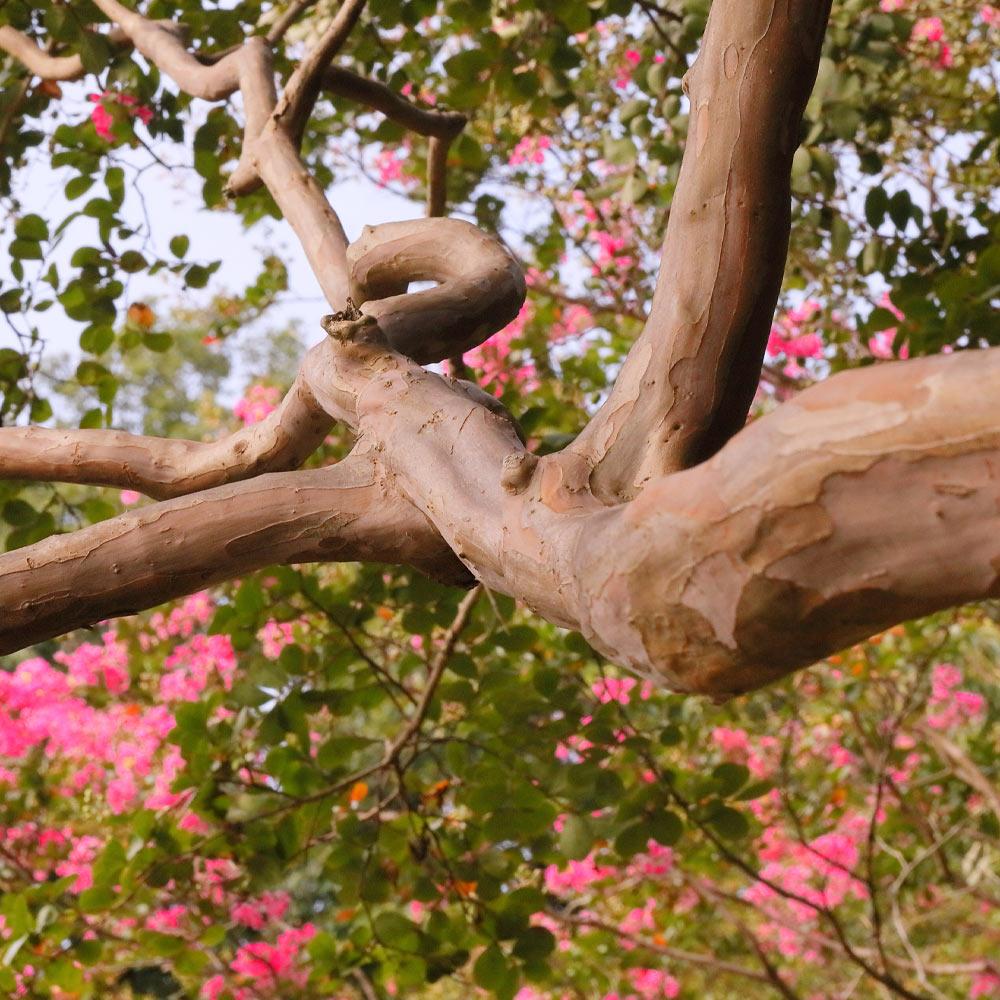 Tuscarora Crape Myrtle Tree - Image 6