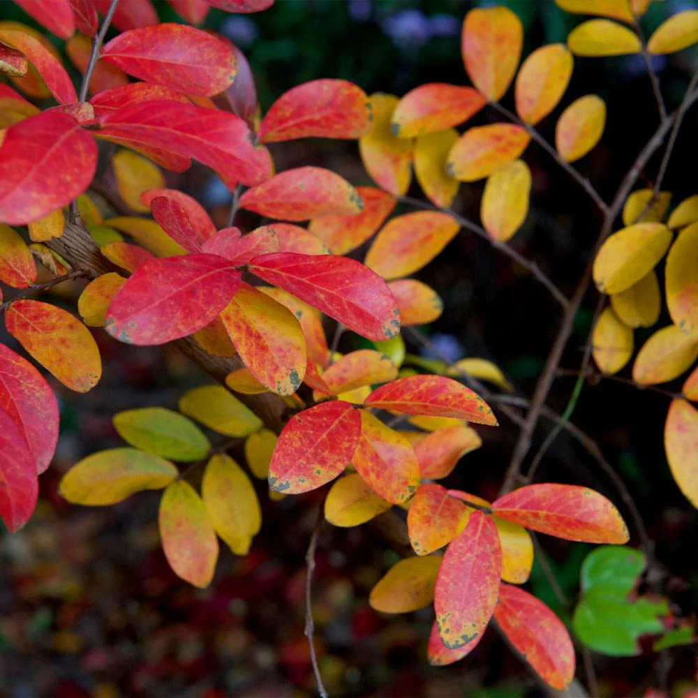 Tuscarora Crape Myrtle Tree - Image 7