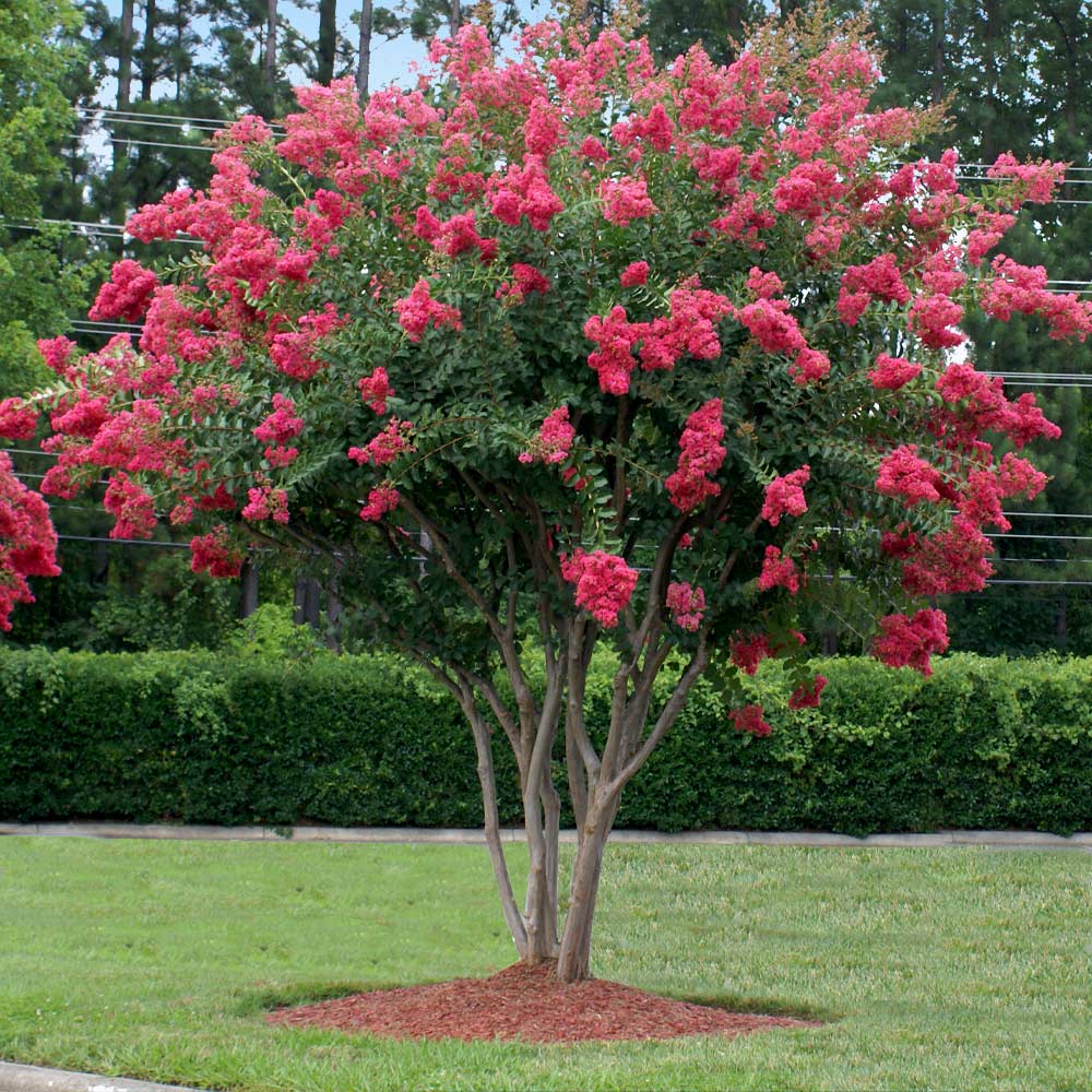 Tuscarora Crape Myrtle - Image 3